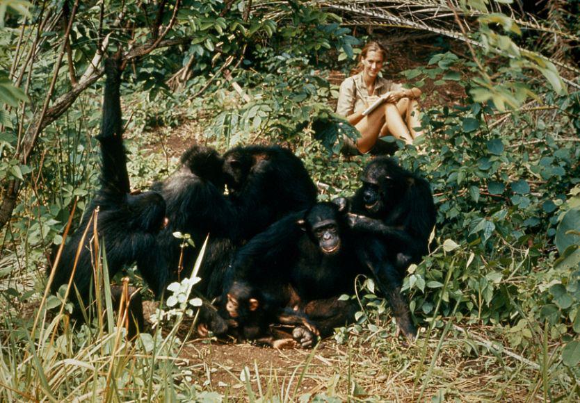 Джейн - первая, кто стал изучать приматов в их среде обитания