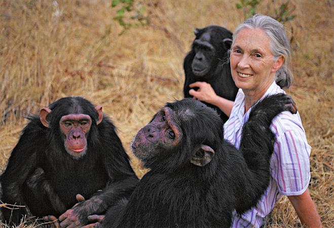 Джейн Гудолл среди шимпанзе