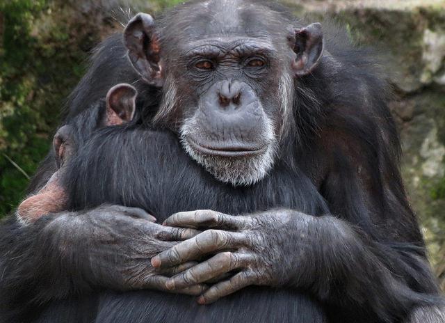 Шимпанзе сочувствуют, сострадают, любят и враждуют - совсем, как люди