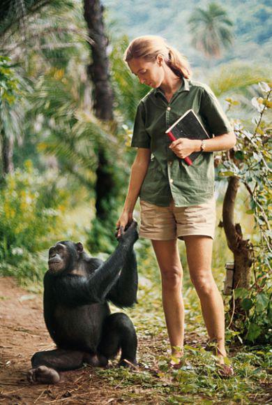 Изучение Джейн Гудолл шимпанзе принесло революционные открытия в наш мир