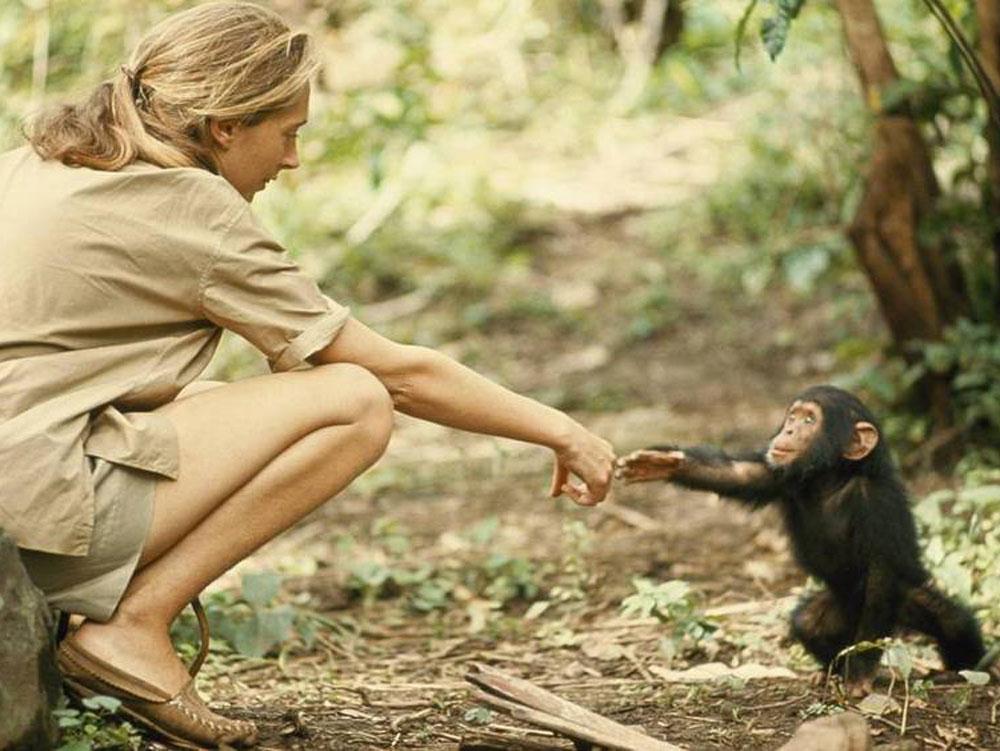 Биография Джейн Гудолл - потрясающей английской ученой, открывшей для нас удивительный мир шимпанзе